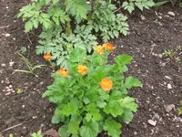 Garten Mai2 011.webp