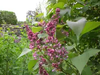 Garten Mai2 012.webp