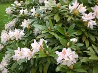 Garten Mai2 013.webp
