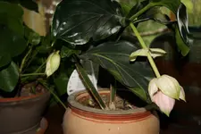 Madinilla.webp