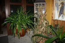 Apaganthus.webp