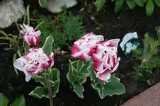 DSC02756.webp