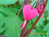 SDC11162.webp