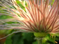pulsatilla verblüht.webp