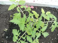 BILD0628.webp