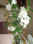 IMG_1024 Dendrobium.jpg