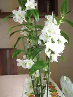 IMG_1024 Dendrobium.webp