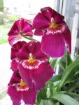 IMG_1031Miltonia.jpg