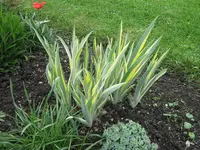IMG_1026 (2).webp