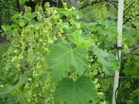 IMG_1029 (2).webp