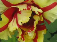 002.webp