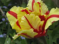 003.webp