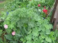 017.webp