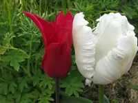 IMG_4668_1024x768.webp