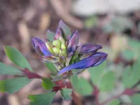 IMG_4662_1024x768.webp