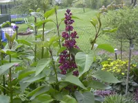 08.05.2010 018.webp