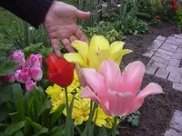 08.05.2010 025.webp
