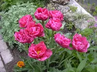 08.05.2010 030.webp