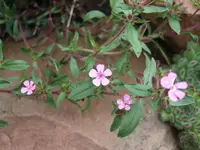 seifenkraut_.webp