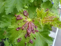 Schädlinge an Johannisbeeren 05.2010 001.webp