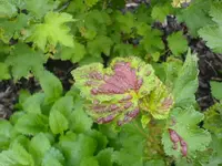Schädlinge an Johannisbeeren 05.2010 002.webp