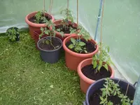 08.05.2010 050.webp
