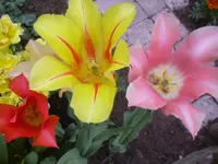 08.05.2010 053.webp