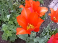 08.05.2010 054.webp