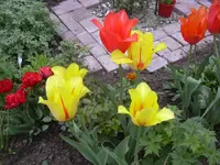 08.05.2010 055.webp