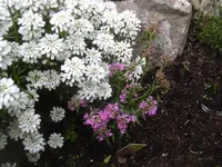 08.05.2010 059.webp