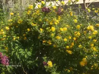 HPIM4362.webp