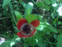 HPIM4365.webp