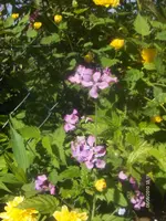 HPIM4368.webp