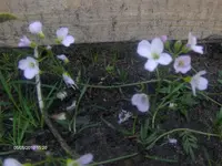 HPIM4369.webp