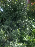 HPIM4371.webp