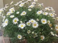HPIM4383.webp