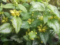 HPIM4381.webp