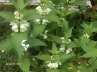 HPIM4382.webp