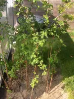 HPIM4373.webp