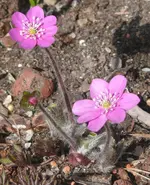 P1100560.webp