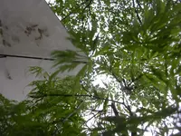 08.05.2010 082.webp