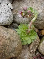 DSC03915.webp