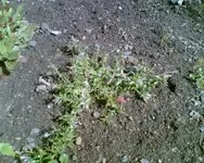 Polsterphlox.webp