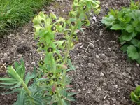 Garten Mai2 003.webp