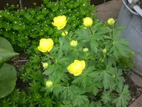 Garten Mai2 006.webp
