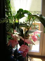 DSCN0954.webp