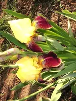 Irsi bei Silke 2.webp