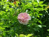 013.webp