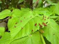 Rote Dornen01.webp
