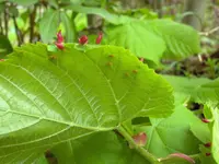 Rote Dornen Unterseite01.webp